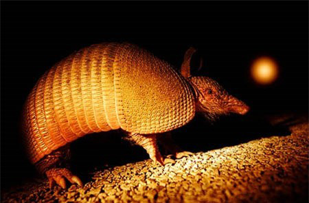 Tuy kích thước của nó không lớn, nhưng mức độ nguy hiểm của tatu không nằm ở khả năng tấn công con người, mà là về khả năng chứa vi khuẩn gây bệnh phong.