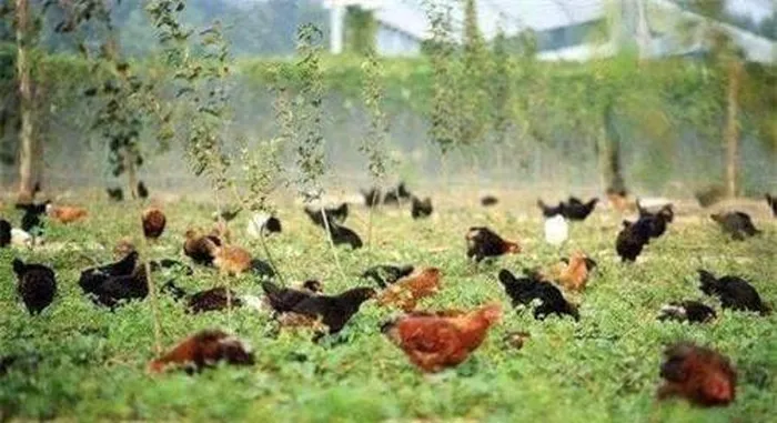 Người đàn ông lo rằng các động vật hoang dã gây ra vụ trộm gà, vì vậy ông đã sử dụng các bẫy xung quanh nhà để bắt thủ phạm.