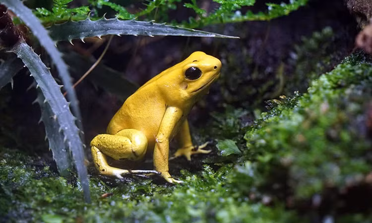 Ếch phi tiêu vàng ở Colombia là loài động vật độc nhất Trái Đất. Chất độc mà chúng tiết ra có thể giết chết từ 10-20 người đàn ông hoặc hai con voi đực Châu Phi.