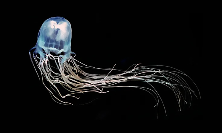 Nọc độc của loài động vật tấn công hệ tim mạch, hệ thần kinh và da người, gây tê liệt tim và ngừng hô hấp chỉ trong vài phút.