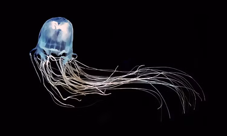 Nọc độc của loài động vật tấn công hệ tim mạch, hệ thần kinh và da người, gây tê liệt tim và ngừng hô hấp chỉ trong vài phút.