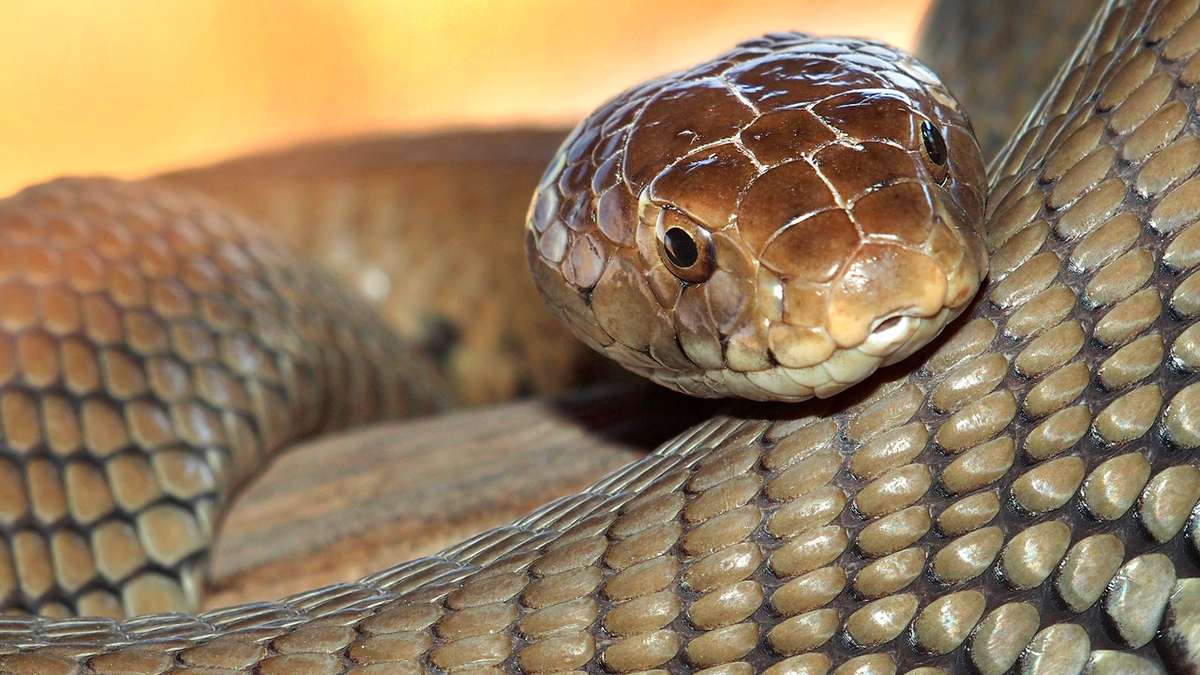 Thống kê cho thấy Thái Lan có khoảng 7.000 trường hợp bị cắn bởi rắn mỗi năm và rắn hổ mang được biết đến là kẻ giết người lớn nhất trong số các loài rắn độc.