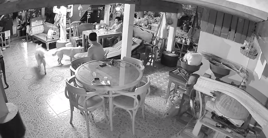 Gia đình đã tham gia tìm kiếm và cuối cùng phát hiện con " quái thú" ẩn nấp dưới bàn.