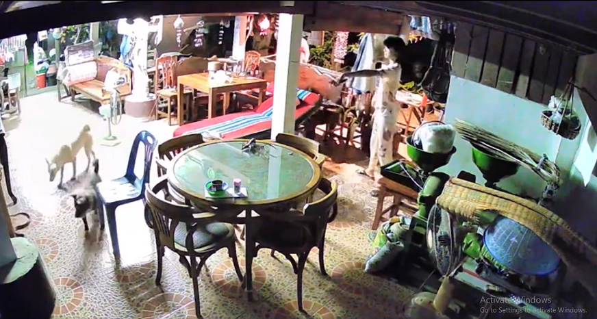 Con rắn này sau đó được bắt và thả về tự nhiên.