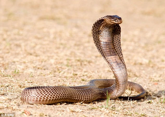 Rắn hổ mang là một loài rắn độc, thường có màu vàng nâu đến nâu đậm và có kích thước lớn, có thể dài tới 2 hoặc thậm chí 3 mét.