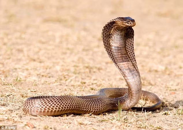 Rắn hổ mang là một loài rắn độc, thường có màu vàng nâu đến nâu đậm và có kích thước lớn, có thể dài tới 2 hoặc thậm chí 3 mét.