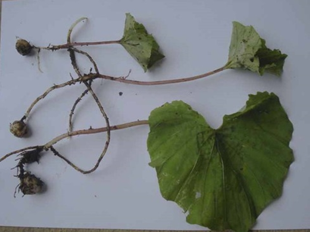 Cây một lá có giá trị dược liệu cao, với các bộ phận của cây được sử dụng trong nhiều ứng dụng khác nhau. Lá và củ của cây có vị ngọt nhạt, hơi đắng, được sử dụng làm thuốc để thanh nhiệt, nhuận phế, giảm ho, tán ứ, giải độc và giúp giảm đau. Loài cây này cũng đang được nghiên cứu cho việc điều trị các bệnh như ung thư phổi và ung thư vòm họng.