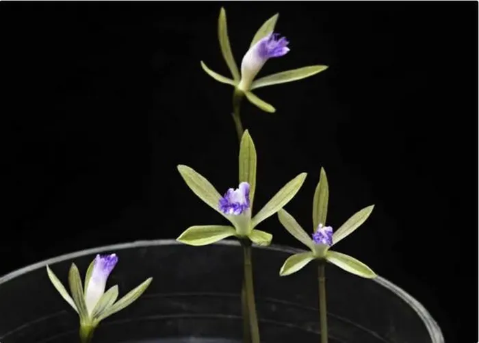 Cụm hoa mọc thành chùm hoặc bông màu trắng, đốm tím hồng hoặc màu vàng hơi xanh lục.