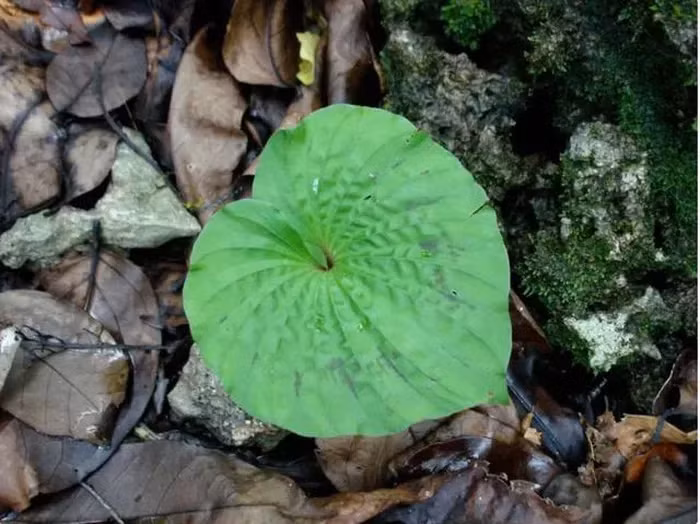Cây một lá (Nervilia fordii) là một loài cây độc đáo tại Việt Nam. Loài cây này được gọi là cây một lá do duy nhất chỉ có một chiếc lá hình trái tim. Nó thuộc họ Orchidaceae (Lan) và còn có các tên gọi khác như thanh thiên quỳ, lan một lá, lan cờ, châu diệp, slam lài, bửa thoọc, bầu thoọc và nhiều tên khác.