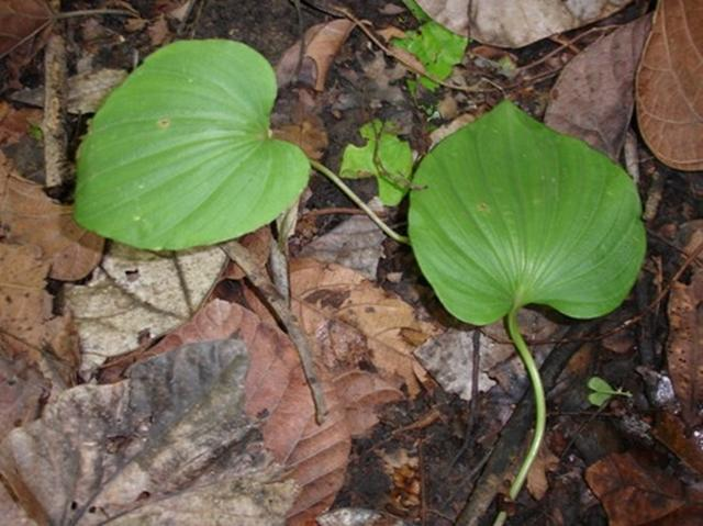Loài cây này ưa bóng, đặc biệt là môi trường ẩm, và thường mọc trong các hốc đá, dưới tán rừng kín thường xanh ẩm hoặc tán cây lá rộng, ở độ cao từ 600-1500m.
