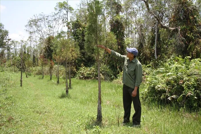 Đây là một loài cây quý hiếm có giá trị vô cùng quý báu và cần phải được bảo tồn.
