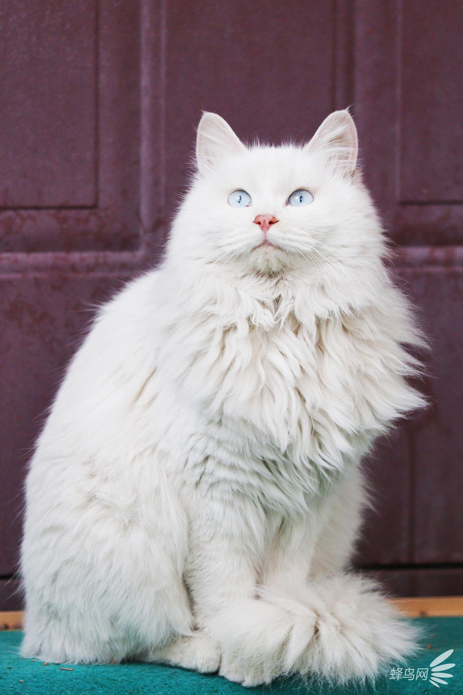 Những chú mèo này được gọi chung với cái tên vô cùng quyền quý: "Ngự miêu" (mèo Hoàng gia).