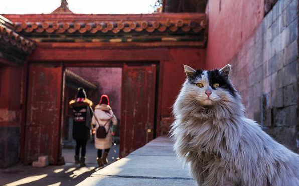 Có khoảng hơn 200 "thị vệ mèo" làm việc tại Bảo tàng Cung điện, và chúng thường xuyên được tuyển dụng để bảo vệ công trình Tử Cấm Thành.