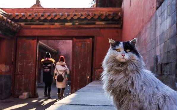 Có khoảng hơn 200 "thị vệ mèo" làm việc tại Bảo tàng Cung điện, và chúng thường xuyên được tuyển dụng để bảo vệ công trình Tử Cấm Thành.