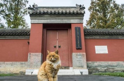 Các nhân viên cũng chăm sóc, tiêm phòng và bảo vệ sức khỏe của chúng, biến chúng thành một phần quan trọng trong việc bảo tồn di tích.