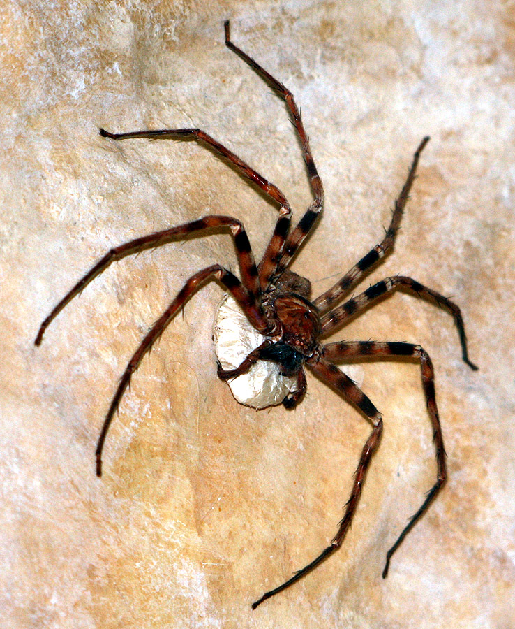 Con đực của Giant Huntsman Spider có chân dài hơn so với con cái, và màu sắc của cả hai giới cũng có sự khác biệt, giúp phân biệt được giới đực và giới cái.