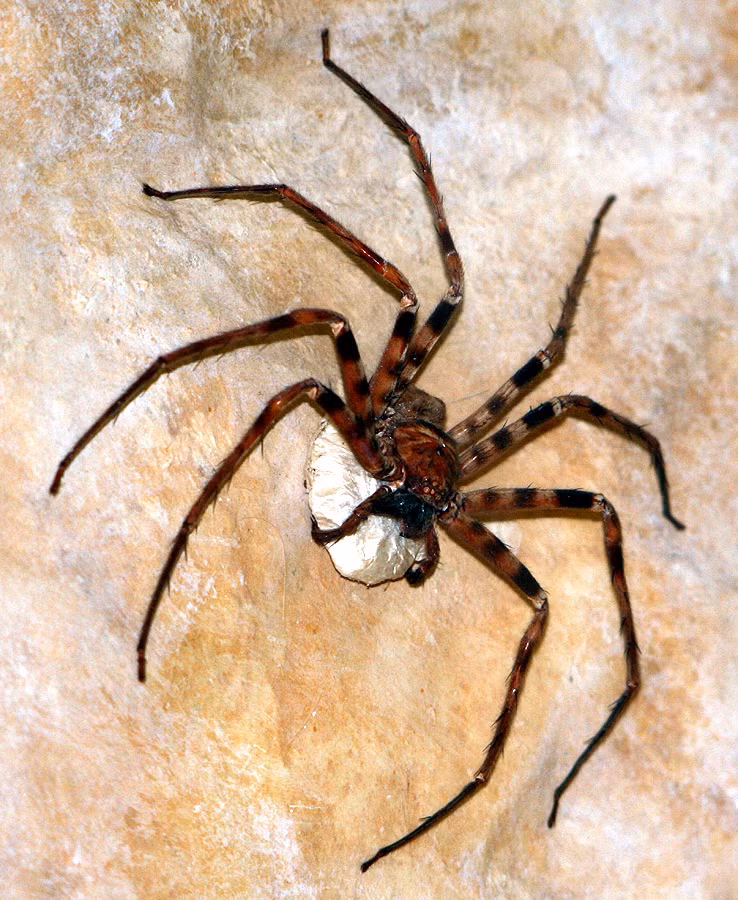Con đực của Giant Huntsman Spider có chân dài hơn so với con cái, và màu sắc của cả hai giới cũng có sự khác biệt, giúp phân biệt được giới đực và giới cái.
