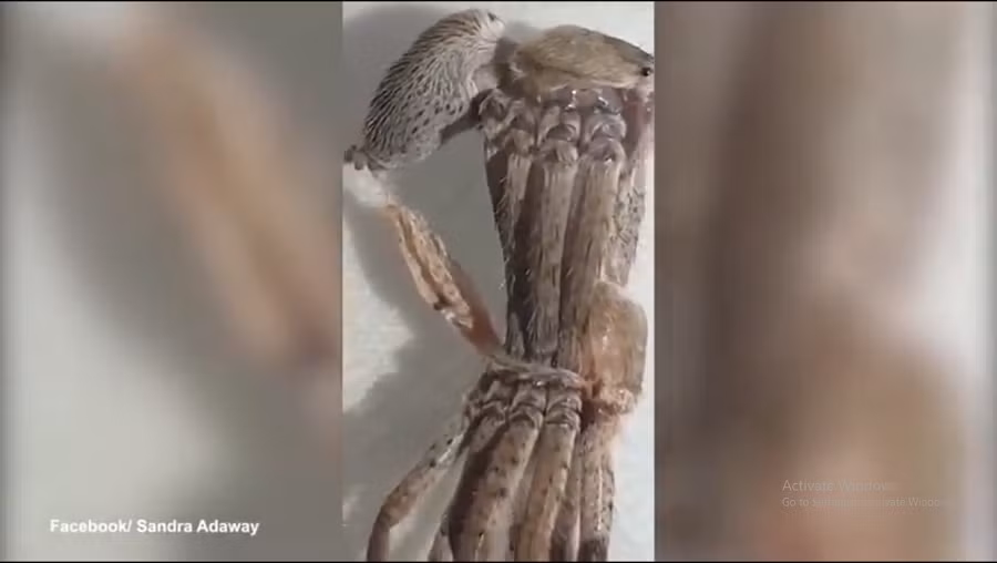 " Quái vật" này thực chất là một con nhện thuộc loài Giant Huntsman Spider (Heteropoda maxima). (Ảnh cắt từ clip)