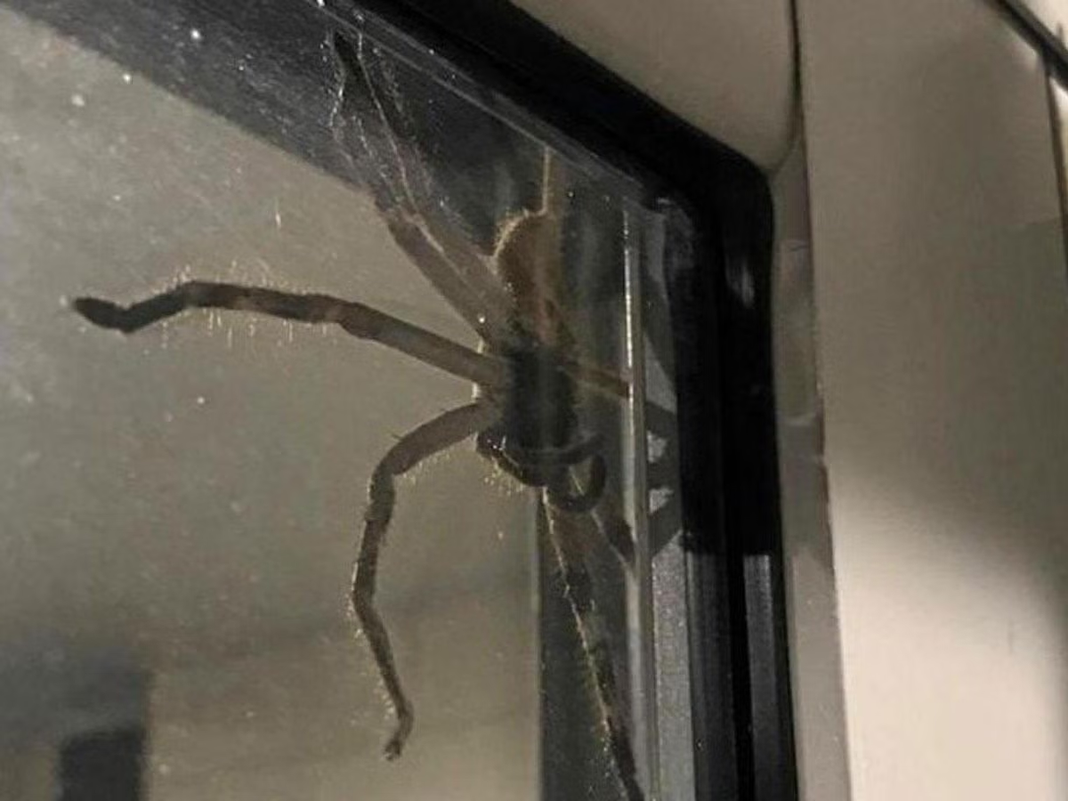 Giant Huntsman Spider có chân dài và là một trong những loài nhện lớn nhất thế giới.