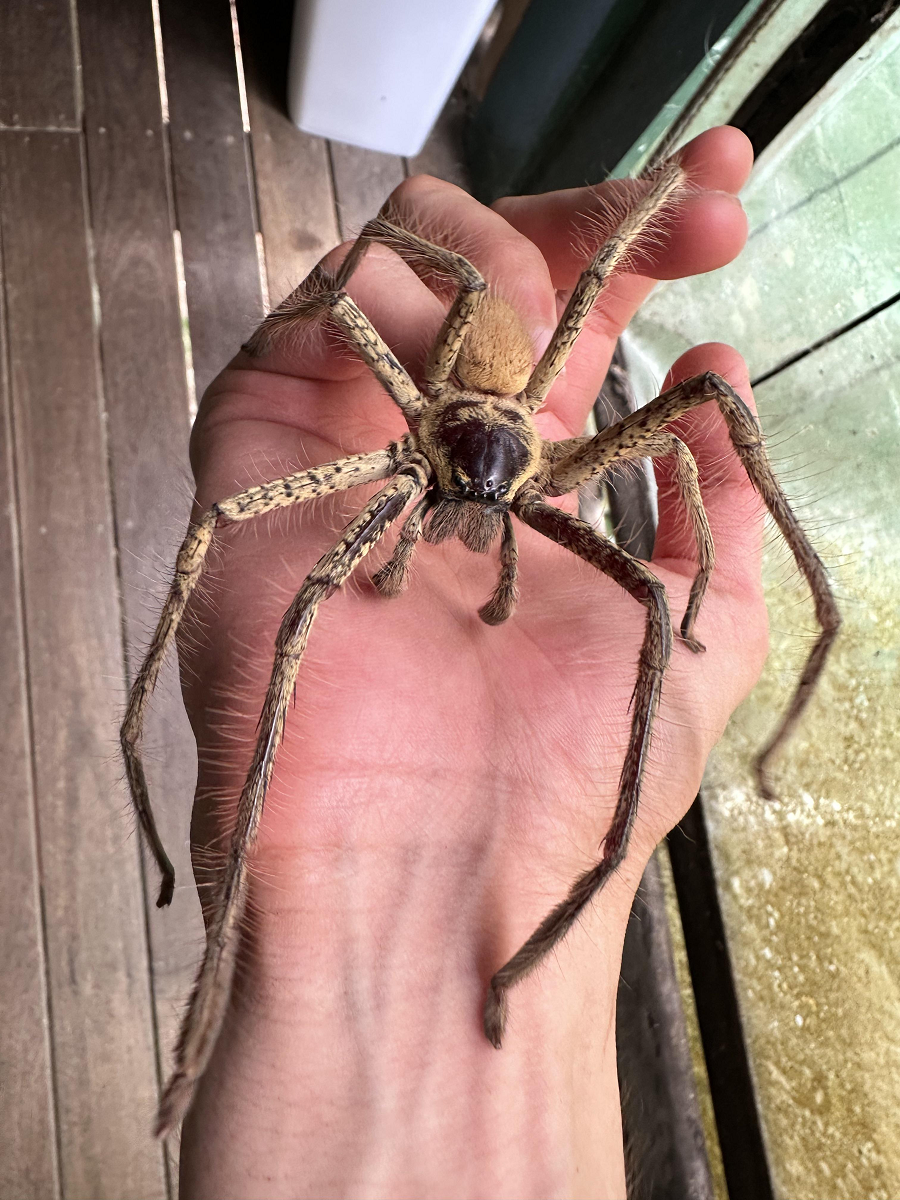 Giant Huntsman Spider có cơ thể không quá lớn, nhưng chúng có 8 chân rất dài, mỗi chân có chiều dài lên đến 30 cm và có gai nhọn, giúp chúng di chuyển nhanh chóng và bắt mồi dễ dàng.