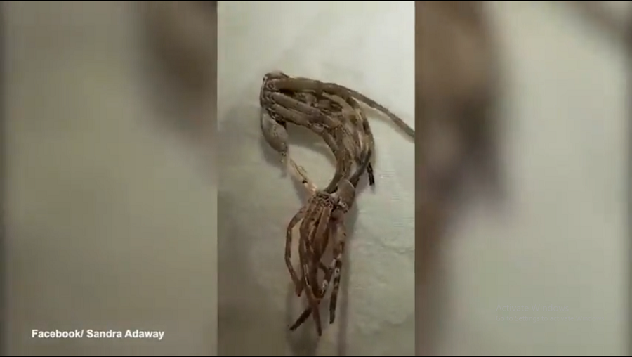 Con nhện đã lột xác một cách thành công và sau đó bò đi, để lại lớp xác trên chỗ cũ. (Ảnh cắt từ clip)