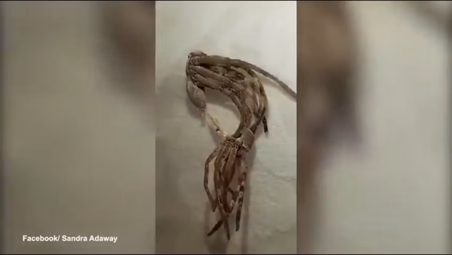 Con nhện đã lột xác một cách thành công và sau đó bò đi, để lại lớp xác trên chỗ cũ. (Ảnh cắt từ clip)