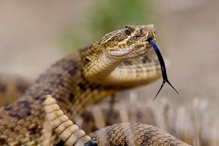 Rắn đuôi chuông thực chất không muốn cắn người, chúng thường phát ra tiếng rung như một cách lịch sự để cảnh báo "hãy lùi lại".