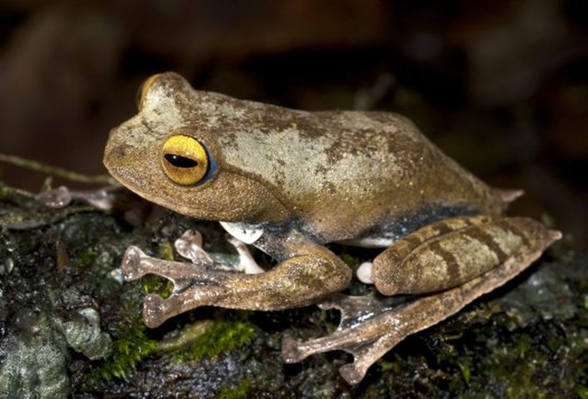 Đặc biệt, đây là loài ếch đầu tiên trên thế giới được phát hiện có răng nanh, giống hình tượng quỷ hút máu trong truyền thuyết phương Tây.