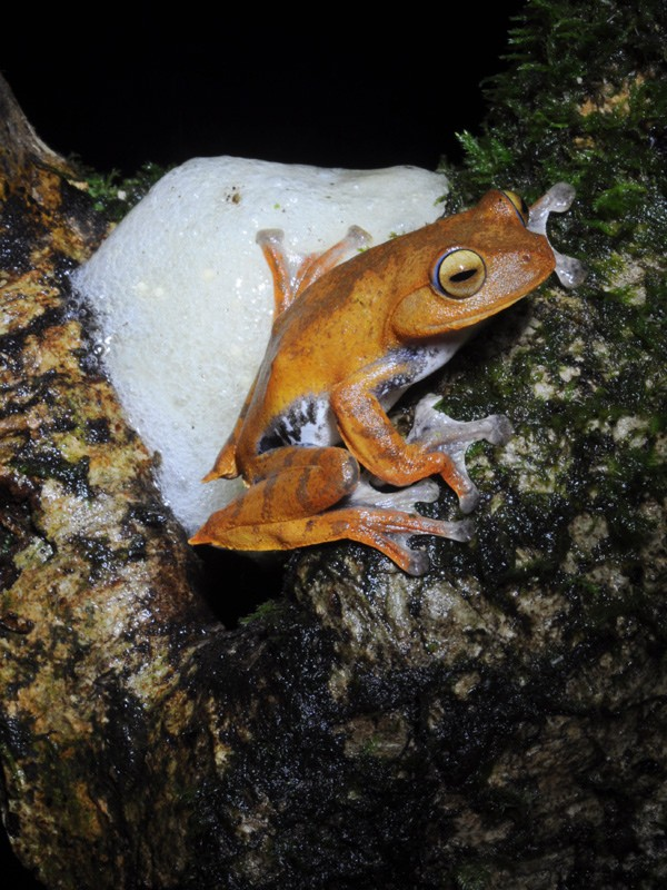  Ếch bay ma cà rồng có tên khoa học là Rhacophorus vampyrus, dài khoảng 5cm. Động vật này hiện mới chỉ được ghi nhận ở cao nguyên Lâm Viên (tỉnh Lâm Đồng). Đây là những con ếch đầu tiên được phát hiện có răng nanh.