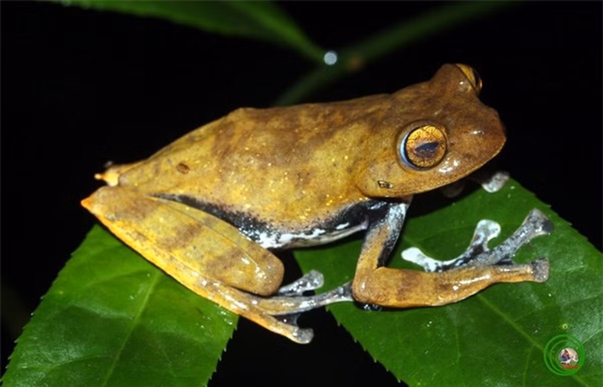 Mặc dù được phát hiện từ năm 2010, nhưng vai trò và chức năng thực sự của cặp răng nanh trong miệng loài ếch này vẫn chưa được giải đáp hoàn toàn.