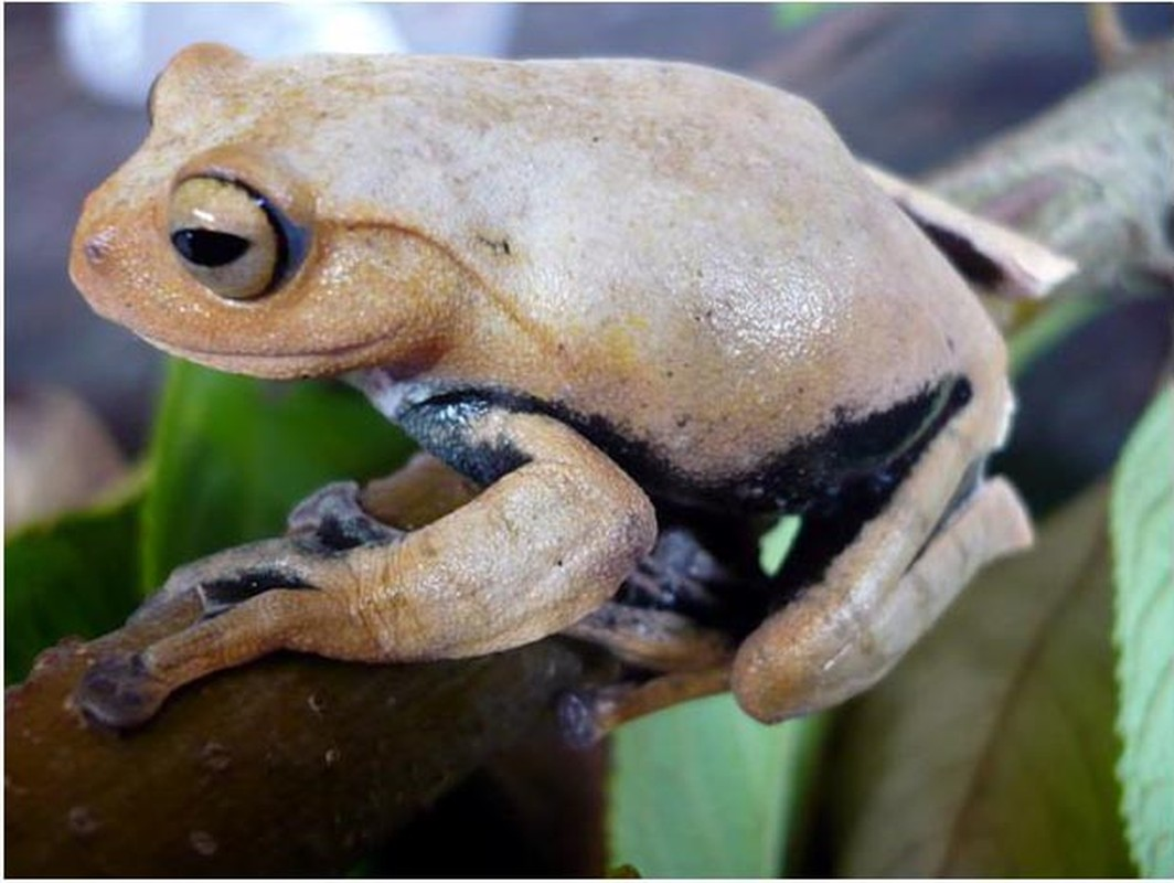 Điều đặc biệt nằm ở chỗ, hai chiếc răng nanh của loài động vật này xuất hiện ngay từ khi còn là nòng nọc. Nòng nọc thông thường có phần mõm nhô ra giống như một cái mỏ. Ở nòng nọc loài ếch cây ma cà rồng, từ phần dưới mõm này nhô ra cặp móc đen rất cứng.