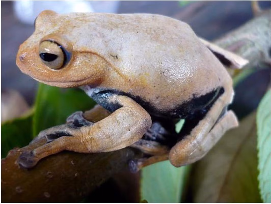 Điều đặc biệt nằm ở chỗ, hai chiếc răng nanh của loài động vật này xuất hiện ngay từ khi còn là nòng nọc. Nòng nọc thông thường có phần mõm nhô ra giống như một cái mỏ. Ở nòng nọc loài ếch cây ma cà rồng, từ phần dưới mõm này nhô ra cặp móc đen rất cứng.