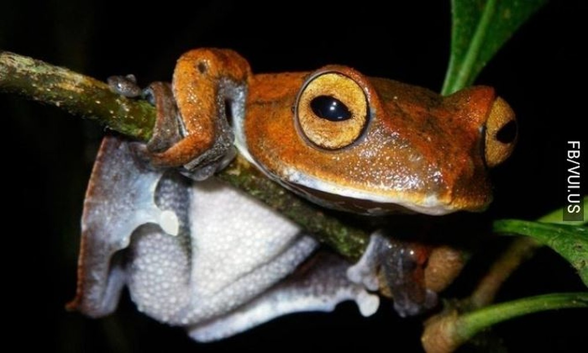 Tuy nhiên, loài này không hút máu động vật hay người để sống.