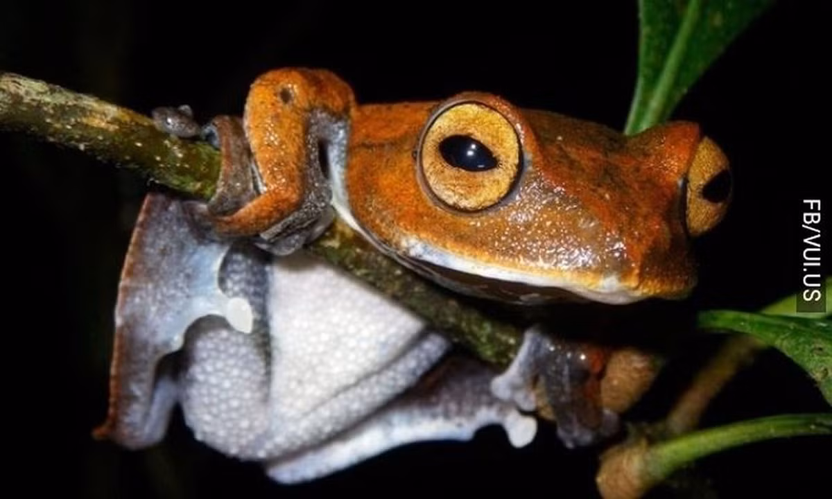 Tuy nhiên, loài này không hút máu động vật hay người để sống.