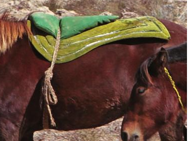 Phát hiện này đã thay đổi quan điểm về vai trò của phụ nữ trong việc cưỡi ngựa, bởi truyền thống cho rằng chỉ có nam giới mới cưỡi ngựa và tham gia chiến tranh.