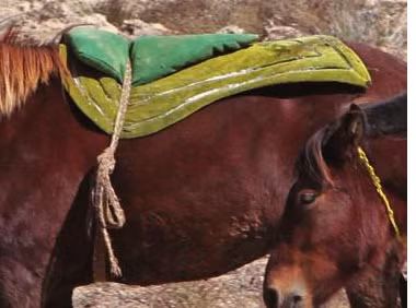 Phát hiện này đã thay đổi quan điểm về vai trò của phụ nữ trong việc cưỡi ngựa, bởi truyền thống cho rằng chỉ có nam giới mới cưỡi ngựa và tham gia chiến tranh.