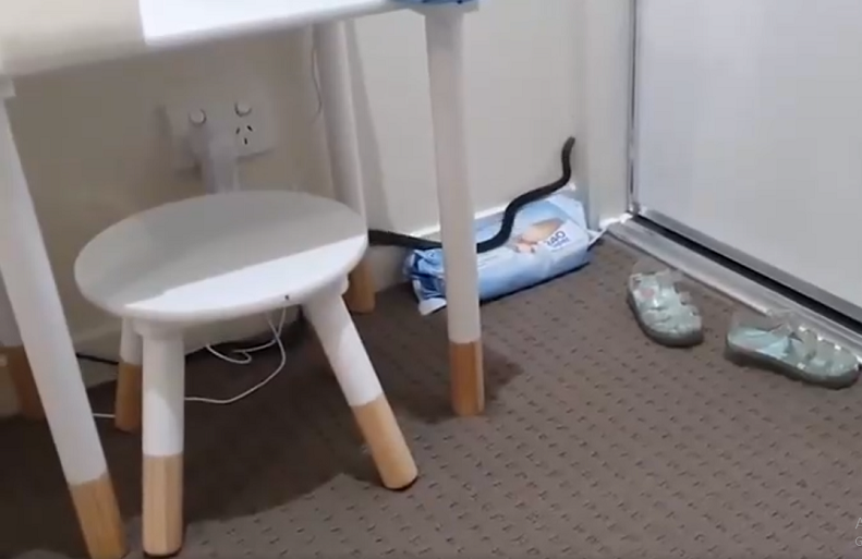 Cả gia đình ở Flinders View, bang Queensland, Australia, đã sợ hãi khi phát hiện một con rắn nâu phương Đông trong phòng ngủ của con gái.