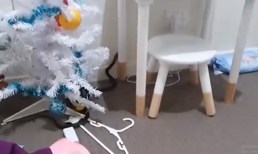 Đoạn clip ghi lại tình huống này bởi dịch vụ cứu hộ Snake Catchers Ipswich &amp; Logan. Con rắn nâu phương Đông, một loài rắn độc, cố gắng thoát khỏi người thợ bắt rắn trong phòng ngủ.