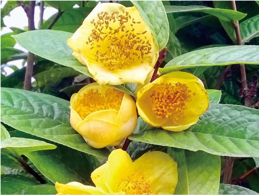 Hiện nó đã được đưa vào Sách Đỏ thế giới (IUCN Red List) với tình trạng bảo tồn là "cực kỳ nguy cấp" (CR).