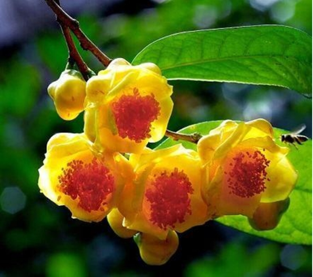 Đây là một loài cây đặc hữu của khu vực này, đã được công bố vào năm 2014. Mặc dù loài cây này có giá trị cảnh quan cao vì hoa rất đẹp, nhưng nó chỉ mọc tốt trong môi trường đồi núi và không ưa ánh sáng trực tiếp.