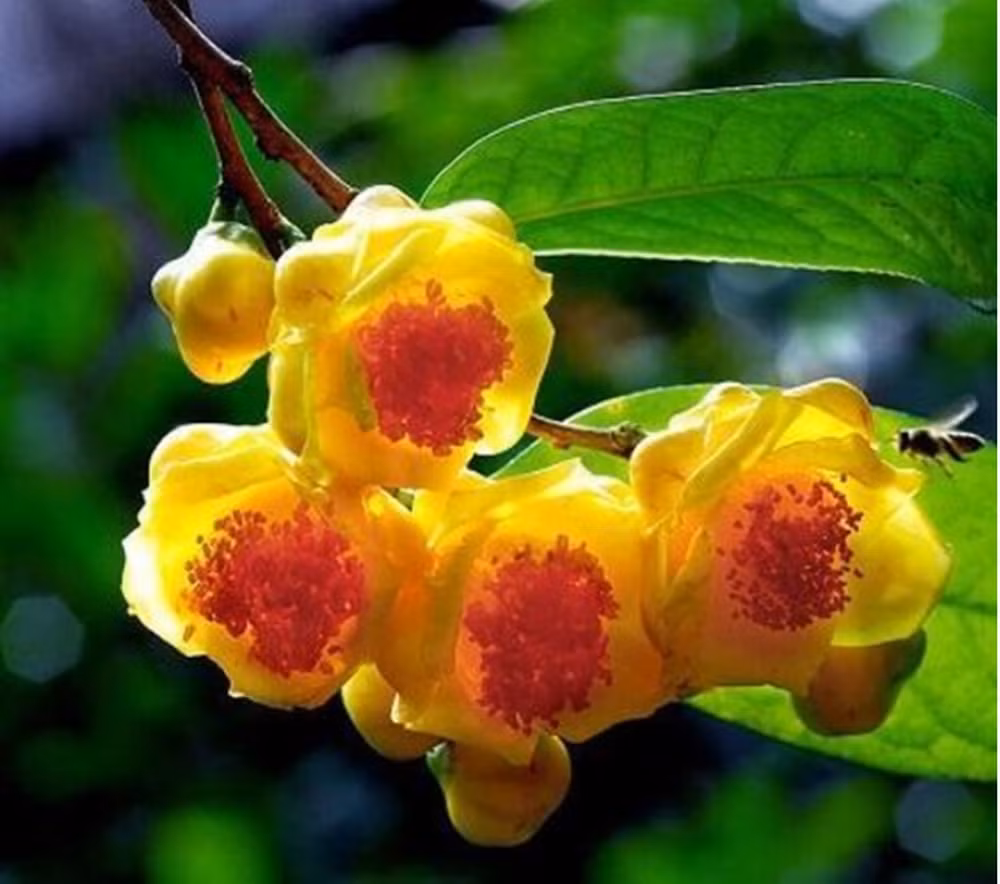 Đây là một loài cây đặc hữu của khu vực này, đã được công bố vào năm 2014. Mặc dù loài cây này có giá trị cảnh quan cao vì hoa rất đẹp, nhưng nó chỉ mọc tốt trong môi trường đồi núi và không ưa ánh sáng trực tiếp.