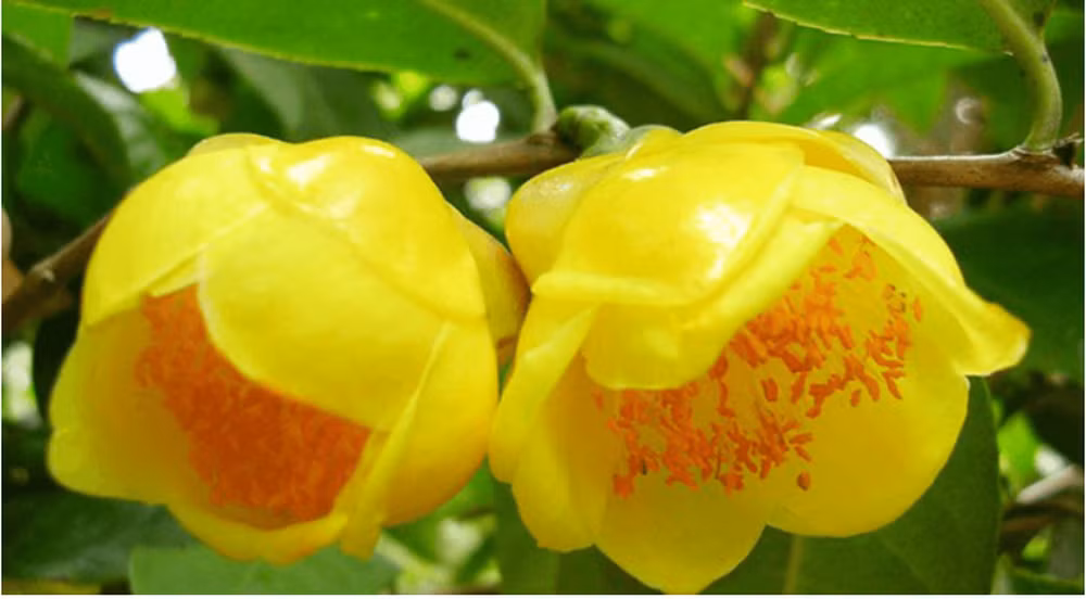 Loài cây này cũng có giá trị dược liệu cao, với hơn 400 hoạt chất quý giá đã được ghi nhận trong nó.