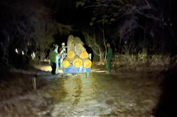 Bà Rịa - Vũng Tàu: Phát hiện vụ khai thác gỗ sến trái phép Ba Ria - Vung Tau: Phat hien vu khai thac go sen trai phep