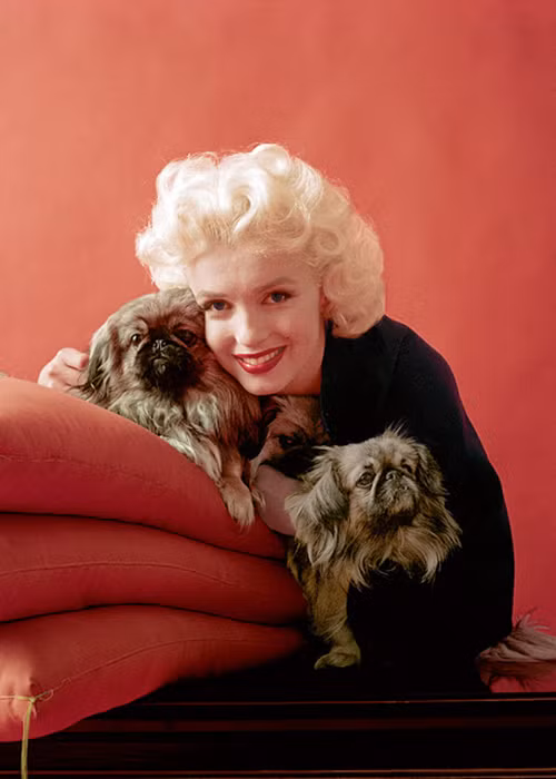 Nữ diễn viên tạo dáng bên những chú chó khi chụp ảnh cho tạp chí Look vào tháng 2/1955.