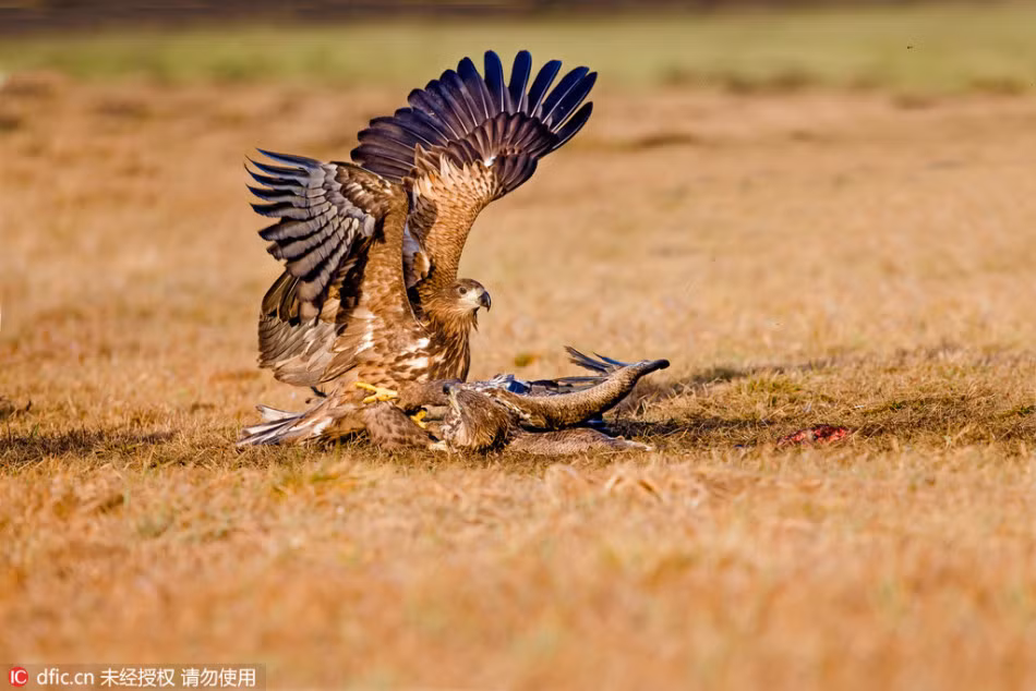 Nhận thức được sự nguy hiểm của con đại bàng chuyên đi cướp mồi nhưng không cam tâm đứng yên để bị cướp đi con mồi mà mình vất vả mới săn được, đại bàng đuôi trắng sẵn sàng ứng chiến. Nguồn: Sina