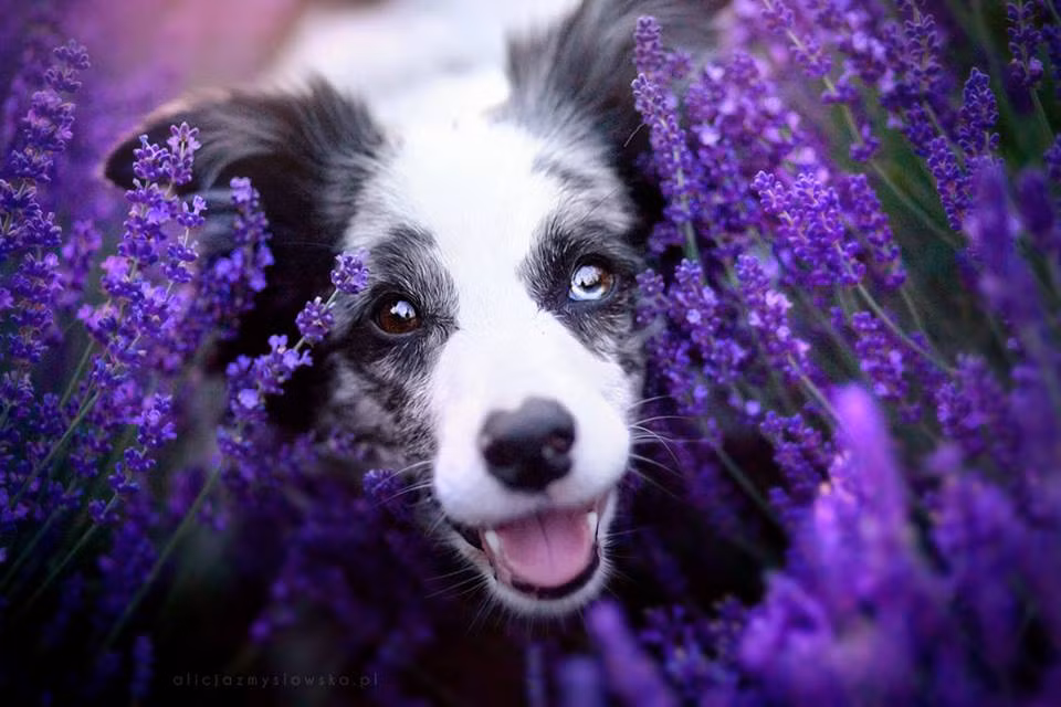 Kể từ khi gặp gỡ Kiara, cuộc đời của Alicja đã sang một trang mới, tràn ngập niềm vui và đam mê với công việc. (Nguồn Bored Panda)