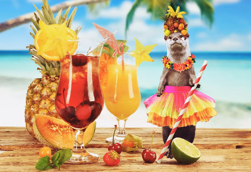 Ngày nghỉ, chú rái cá bơi đến Hawaii và đu đưa theo điệu nhạc sôi động ở hòn đảo tuyệt đẹp này. (Nguồn Bored Panda)