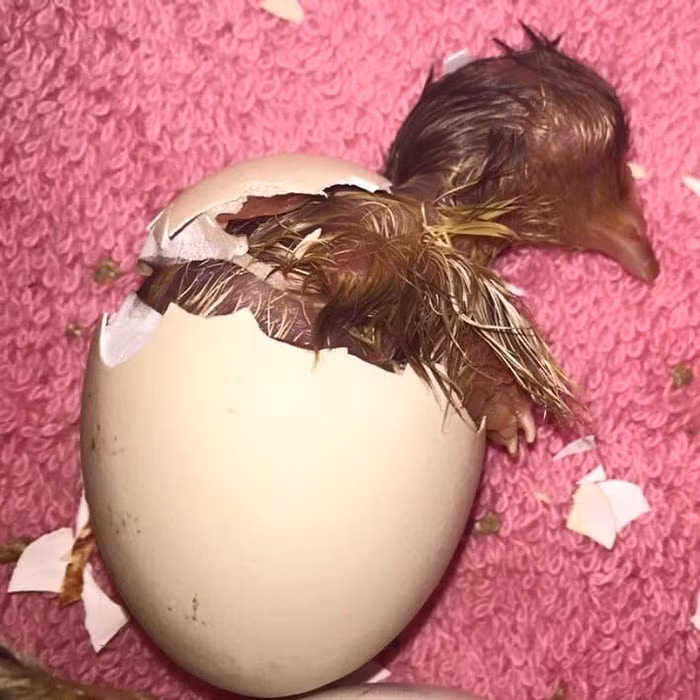 Khi ông của Rebekah Cumming cho cô một quả trứng gà, cô không nghĩ rằng điều này sẽ thay đổi cuộc sống của mình. Rebekah cũng không ngờ được mình sẽ là chủ nhân của một cô gà mái nghị lực nhất thế giới. Nguồn: Bored Panda