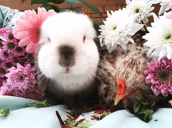 Hiện tại đã được một tuổi, Mumble quen biết, thân thiết với tất cả các vật nuôi khác của Rebeckah. Nguồn: Bored Panda