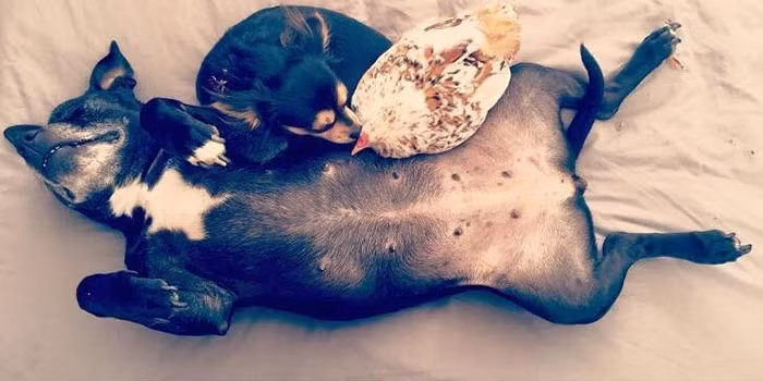 Cô gà hoàn toàn có thể làm tổ trên bụng một cô chó khác mà không hề bị bài xích. Nguồn: Bored Panda